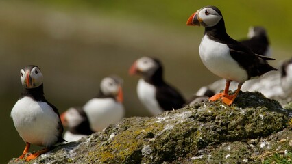 Fototapeta premium Atlantic Puffin on rocks