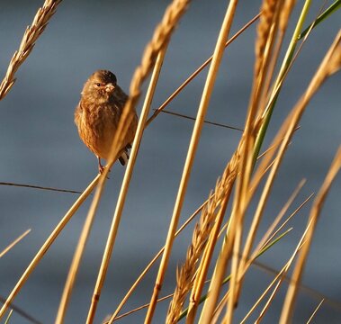 Resting Twite in tall grass