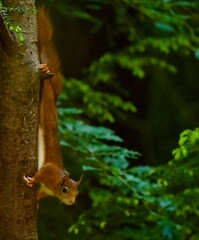 Red Squirrel watching camera from tree