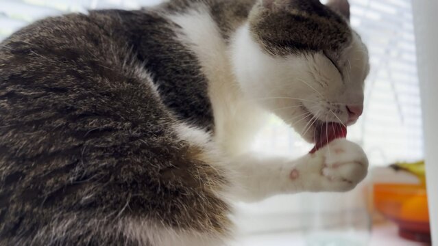 Beautiful domestic cat licking her paw by tongue and washing face indoor. Cute kitten grooming herself at home. Concept of adorable domestic animal