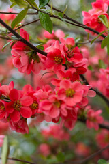 Vibrant pink and red blossoms of Chaenomeles in full bloom on intertwining branches with fresh green leaves. Soft-focus floral background creating a dreamy springtime nature aesthetic