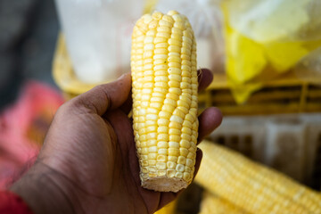 A hand holding a peeled raw corn cob, highlighting its fresh yellow kernels and natural texture