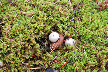 plants in Banff National Park, Alberta, Canada, North America