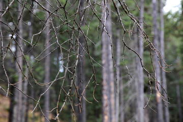forest in Banff National Park, Alberta, Canada, North America