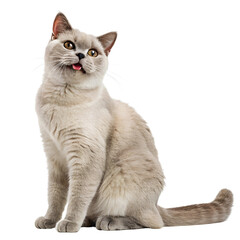 sweet cat
