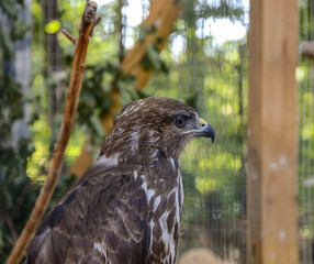 eagle bird of prey close up. Animal behavioral habits. Funny grimace. Very surprised face....