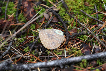 plants in Banff National Park, Alberta, Canada, North America