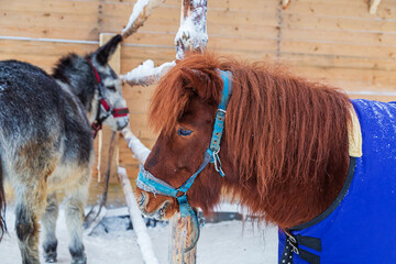 Shaggy pony and donkey in snowy ethnic village. Winter in the Arctic Circle.