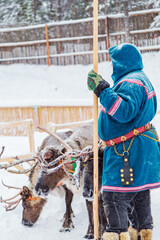 Three reindeer in a harness with a driver in a snowy ethnic village. © lizavetta