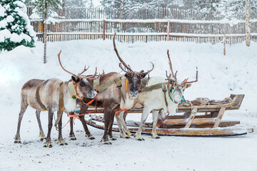 Three reindeer harnessed with a sleigh in a snowy ethnic village. © lizavetta