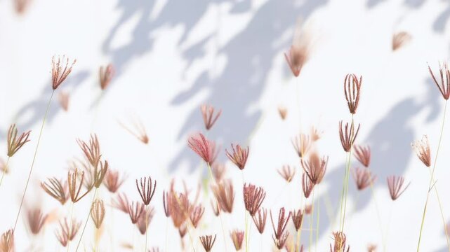 slow motion of brown grass flowers swaying in the wind on white background.