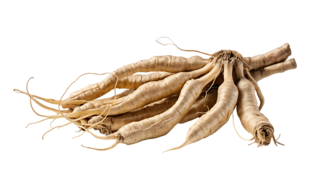 ginseng root png