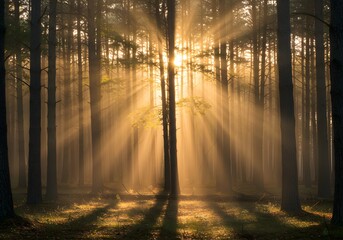 Obraz premium Sunlight streams through a misty forest, creating ethereal golden rays piercing through tall trees. A tranquil scene with enchanting, magical light.