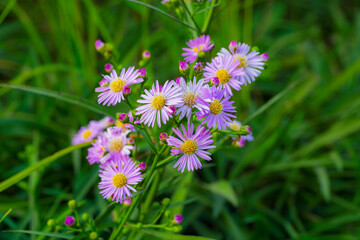Pink flower field,Amaranth flower field with sunny filter,Beautiful cosmos flowers blooming in garden,Nature summer background with pink flowers in the meadow at sunny day