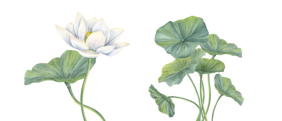 White Lotus flower and green Leaf with curving stems watercolor illustration. Hand drawn blooming water lily composition for natural cosmetic poster, greeting cards, invitation, packaging, yoga center