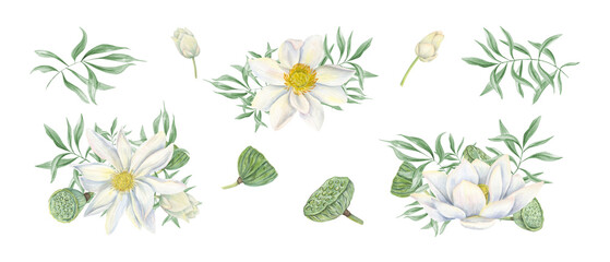 White lotus flower with delicate green leaves, seed head, pods and buds watercolor illustration clip art. Delicate waterlily and eucalyptus branches set. For wedding greeting, poster, spa decor