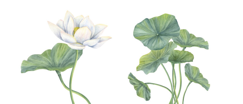 White Lotus flower and green Leaf with curving stems watercolor illustration. Hand drawn blooming water lily composition for natural cosmetic poster, greeting cards, invitation, packaging, yoga center