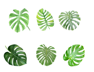 Fresh, vibrant green Monstera leaves lying on a clean, transparent PNG background. Perfect for design projects related to nature, tropical themes, botany, or eco-friendly concepts.