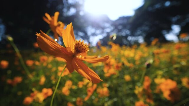 slow-motion of yellow cosmos flower gently swaying in the breeze with blurred background.