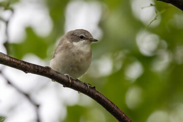 Lesser Whitethroat 
