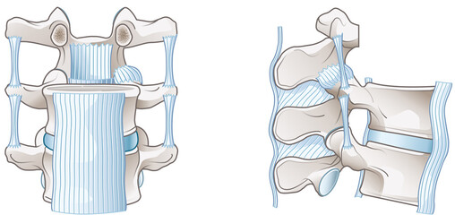 Vertebral ligaments of the spine providing stability, flexibility, and supporting spinal movement and posture, medically illustration, labeled
