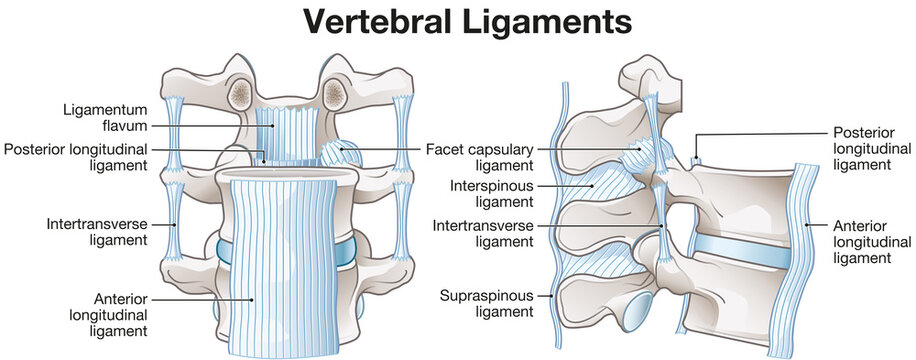 Vertebral ligaments of the spine providing stability, flexibility, and supporting spinal movement and posture, medically illustration, labeled