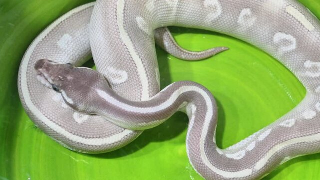 A snake is curled up in a green bowl. The snake is white and gray with a black head