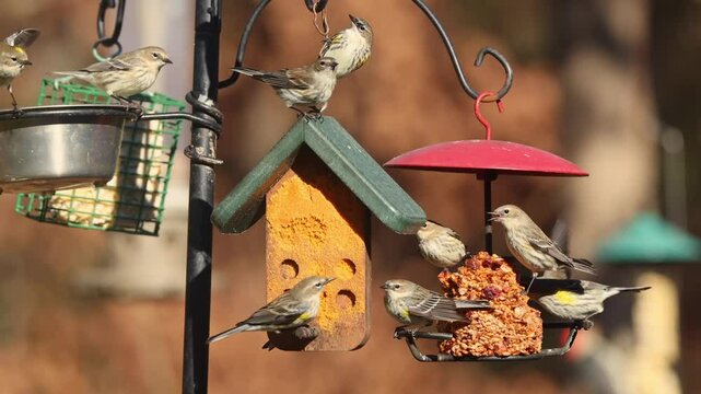 Pine siskins and female bluebird eating suet at feeders