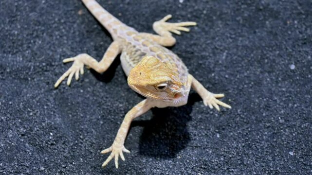 A small lizard is laying on the ground. The lizard is tan and has a black head. The lizard is looking up at the camera