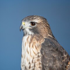 Majestic Hawk Against Blue Sky
