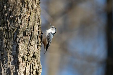 Nuthatch on a tree in a forest setting.