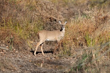 Deer in autumnal grassland