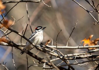 Woodpecker on a tree branch with autumn leaves.