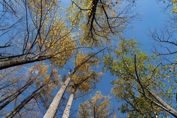 Obraz premium Upward view of autumn trees against blue sky.