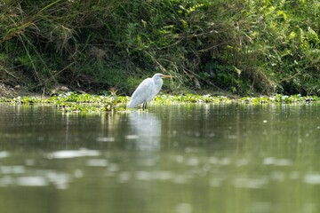 Serene White Egret in Calm Waters