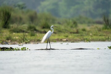 Graceful Egret in Serene Wetland