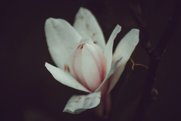 Obraz premium A close-up of a white flower with pink accents, likely a magnolia, set against a dark background.