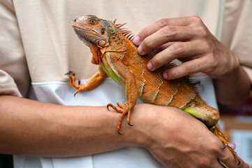 Close up hand with red iguana lizard, exotic pet 