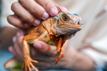 Close up hand with red iguana lizard, exotic pet 