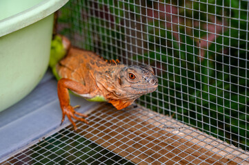 Red iguana lizard in cage, exotic pet 