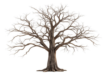 Old dead spooky tree isolated on white, gnarled tree on white surface, Cut Out