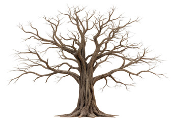 Old dead spooky tree isolated on white, haunting tree on white backdrop, Cut Out