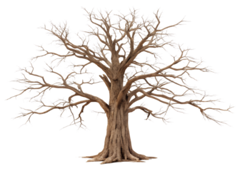 Old dead spooky tree isolated on white, eerie spooky tree on white backdrop, Cut Out