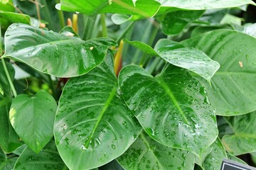 식물, 나뭇잎, 네이처, 나뭇잎, 뜰, 단풍, 민트, 신선, 먹을것, 나물, 나무, 성장, 여름, 야채, 경작, green, flower, 근접, 자라다, 목초, 레인, 박하, 식물, 봄, 샐러드