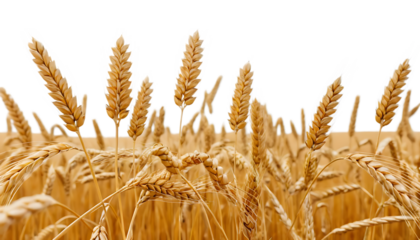 Golden wheat ears in a field png