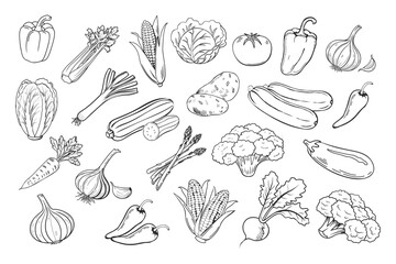 Sketch vegetables icons set. Collection of hand drawn farm product for restaurant menu, market label. Black and white illustration.