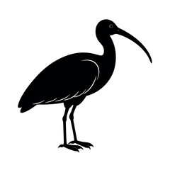 Dynamic Black Headed Ibis Silhouette Artworks