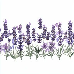 Naklejka premium Watercolor Lavender Floral Border Illustration
