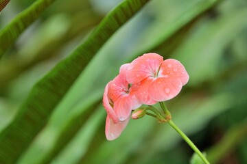 flower, 네이처, red, 식물, 뜰, 양귀비, 블로섬, 식물, 개화, 튤립, 미, flower, 매크로, orange, 봄, beautiful, 여름, 근접, 고립시키는, 꽃잎, yellow, 줄기, 백합, 꽃