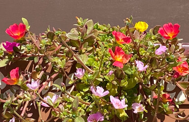 Portulaca umbraticola  also known as the wingpod purslane, is a perennial succulent in the genus of flowering plants Portulaca. 
